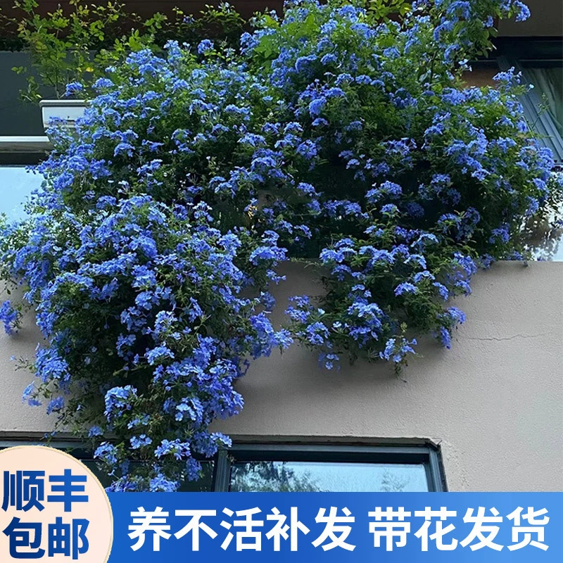 Синяя снежинка в горшке с цветами, крупные рассады, цветущие в любое время года, вьющиеся лозы, подвесные растения, термостойкий двор, внутренний балкон, легко жить