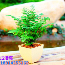 �F��ާ���Ի��� �B��ާ ��ʿ�Dާ��βާ����xС���k���҃��ϱ���
