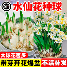 漳州水仙花种球种子特大盆栽花卉球种室内四季水培植物花球带花苞