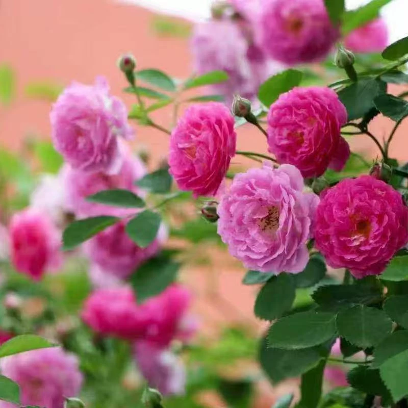 Саженцы роз, вьющиеся розы, крупноцветковые, обильноцветущие, оптовые садовые ландшафтные многокрасочные розы, высота 0,5- 2m см.