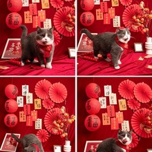 2026���ꌙ�����յ��� �tɫ�Ї��L�ɐۄ���؈�乷���zӰ�Ĕz����