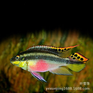 �t���P���~�������Ƕ��������~�Ꭷ�^�p�~���m�{�Ǽt���P���~���w