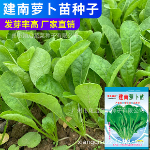 �߲˷N�����l�}����N���ļ��͟�С��˲��ѹ�˾�����_����ѿ���