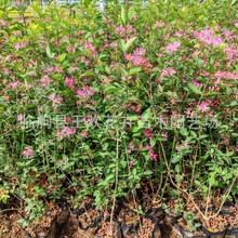 ���y���̶����ع������y�� ��ɫ����ͥԺС�^�@�־G�����������l