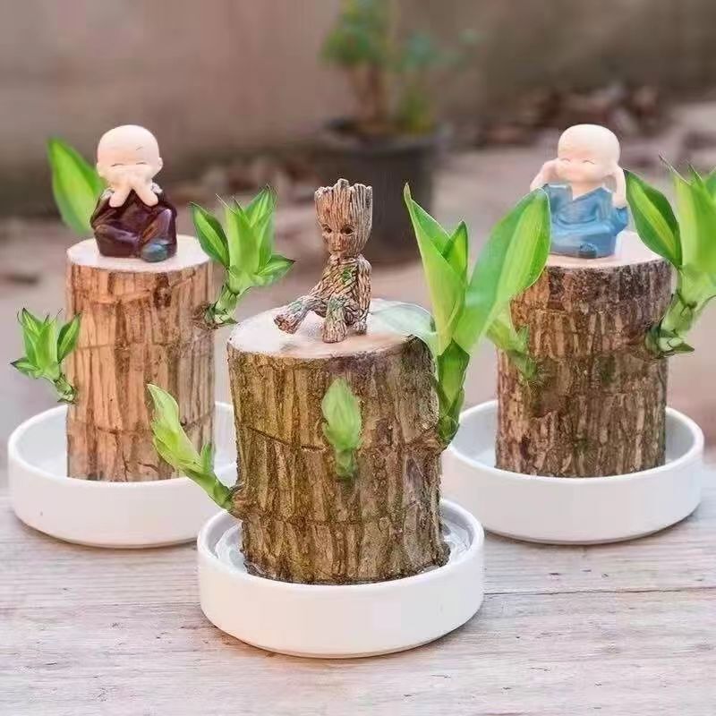 Cross-border explosions wholesale to solve the transportation of mildew Brazilian wood hydroponic plants lucky stakes potted Groot Cross-border explosions wholesale to solve the transportation of mildew Brazilian wood hydroponic plants lucky stakes potted Groot