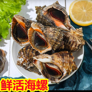 Lianyungang Aquatic Shellfish Haipu Conch Sea Fresh Conch Fresh Shellfish Hellfish Hotel Hotel Supermarket Stalls