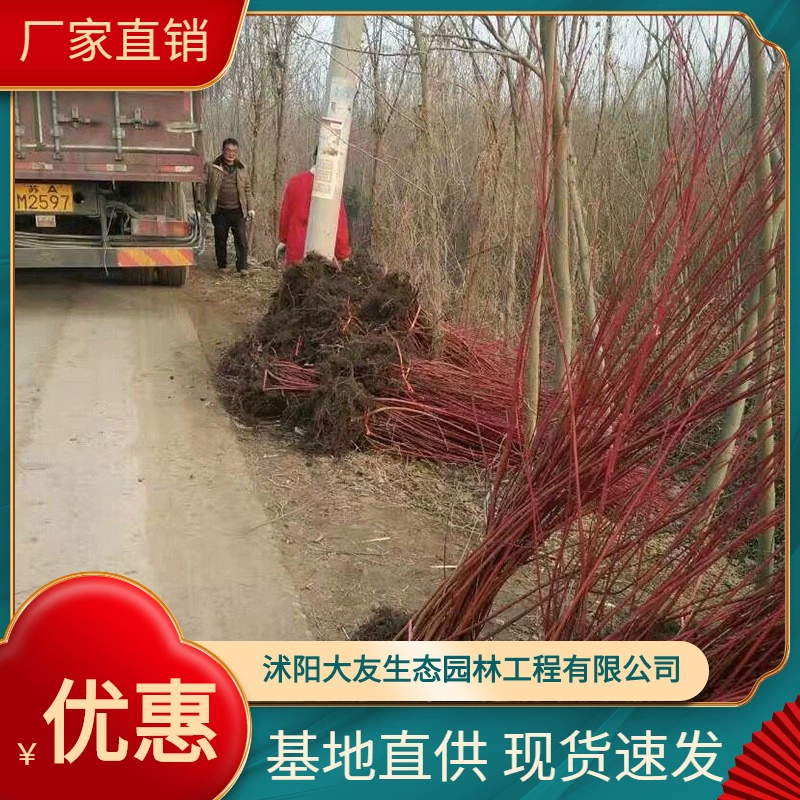 Оптовая красная древесина кенаф для зеленых саженцев уличное дерево база прямых продаж большие ценовые уступки