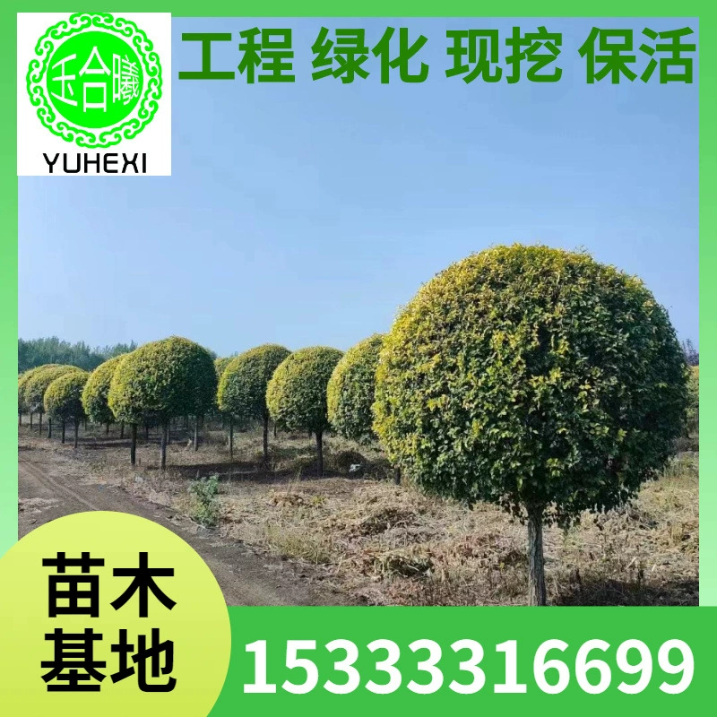 Шар из золотистого листа вяза, глобус из золотистого листа вяза, шар из стержня из золотистого листа вяза, питание из золотистого листа вяза, саженцы из золотистого листа вяза, золотистый лист вяза.