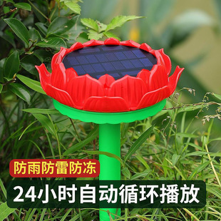 ���������׷���̫����Ԅӳ�늲��řC������푳���C����������
