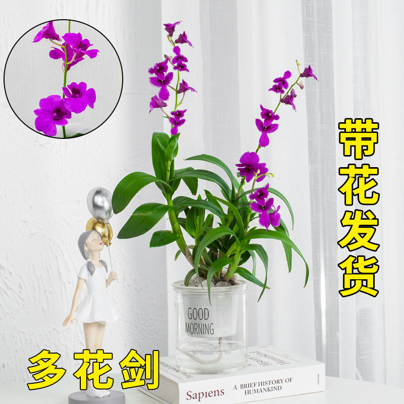 Dendrobium Orchid Potted Plant with Flower Plant Indoor Flower Hydroponic Plant Perfume Splash Ink Butterfly Orchid Blooms All Year Round and Is Easy to Grow