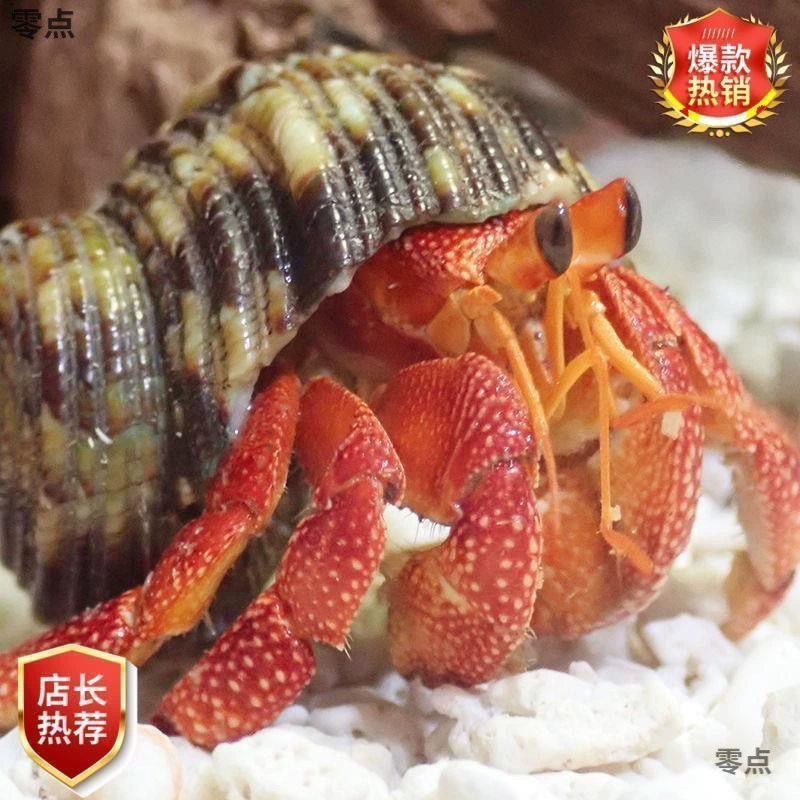 Интернет-знаменитость, милый затворнический краб, декоративный короткохвостый серо-белый наземный затворнический краб, милый краб, прямые продажи с фабрики AliExpress