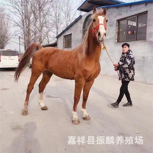 ���a������Ѫ�R�r������Rƥ�Ј��r��һƥӖ�^���T���RҪ�����X