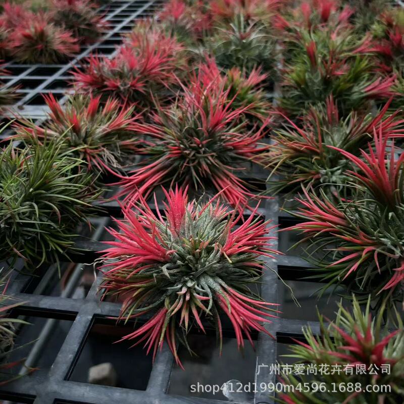 Air Pineapple Wholesale, Complete Variety, Red Elf Medusa Soilless Plant Gift Plant, Easy to Hand-Make Landscaping