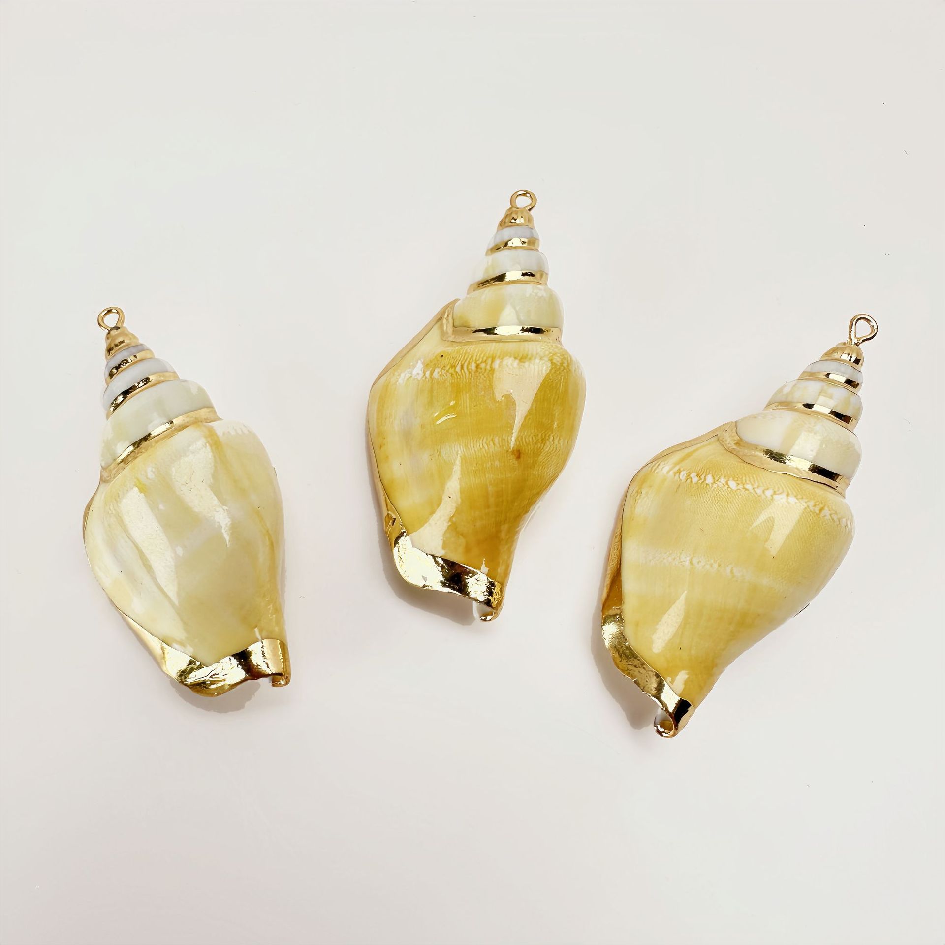 봉황꼬리달팽이 1마리