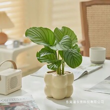 青苹果竹芋盆栽北欧室内客厅办公桌面净化空气除甲醛植物好养绿植