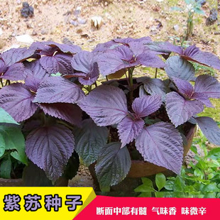 ���K�N�ӷN���������Կ�ʳ���K�����K�~�ļ������˷N�߲��K���~