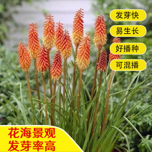 ɢ�b��滨�N�Ӽt������ɏ�������̨ͥԺ�������^�ļ����N����