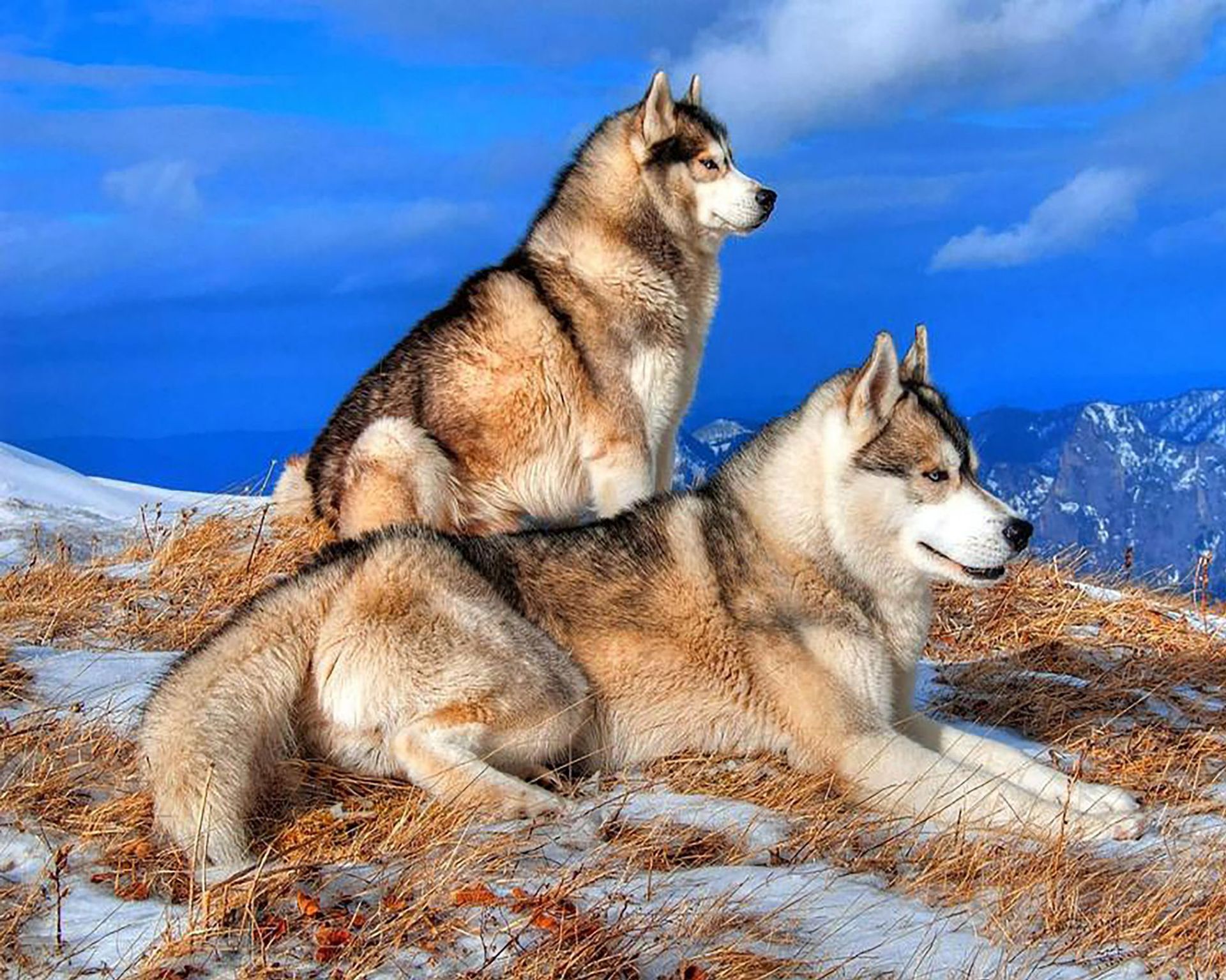 Cross-border 5d Amazon diamante pintura pegatinas hecho a mano DIY animal ladrillo pintura sala de estar pintura decorativa pegatinas al por mayor