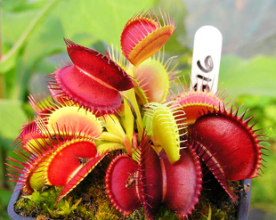 G16 Flytrap Potted Plant, Large Flytrap Clip, a Must-Have for Newbies, Good Planting and Delivery, Chrysanthemum Red Series