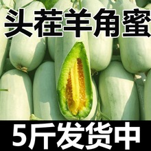 羊角蜜脆瓜【抢购中】密瓜正宗蜜甜当季孕妇新鲜水果整箱批发包邮