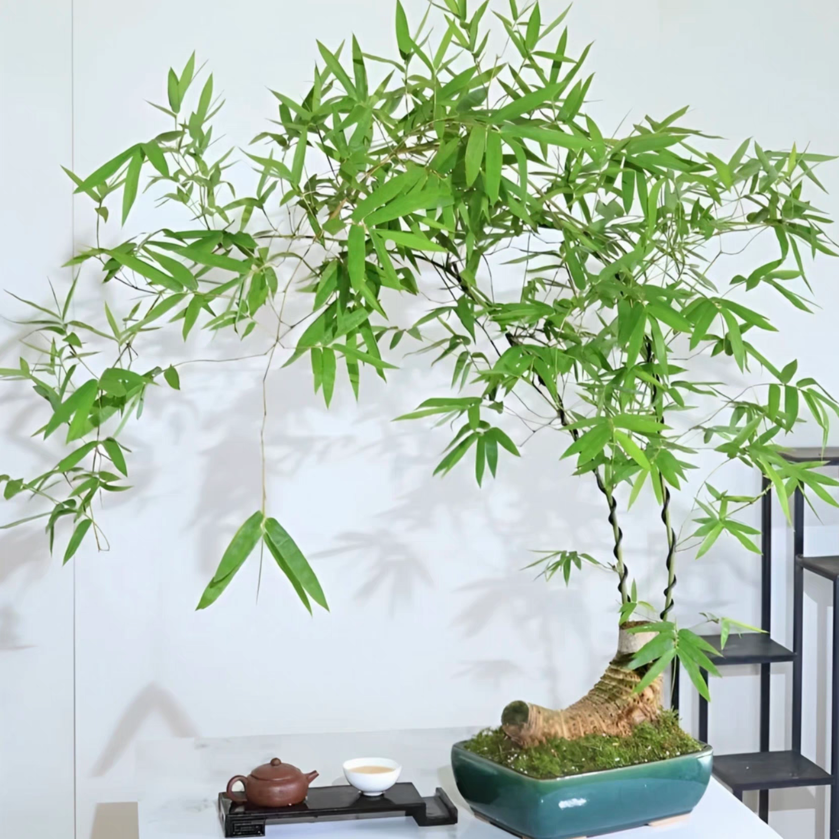 Indoor Small-Leaf Bamboo Potted Plant, Old Stump Small-Leaf Bamboo Root, Indoor and Outdoor Tree Stump Bonsai, Tea House Green Plant, Easy to Care for