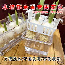 水培郁金香花盆含定植篮水养种球玻璃器皿方便换水透明郁金香花瓶