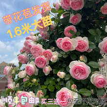 �Nޱ�����ٱ��¼��ش󻨘�ͥԺ����ֲ���̨����õ�������ͺ����l