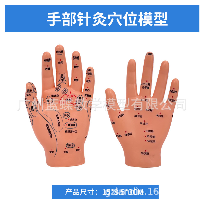 �ֶ����ͷ��Ѩλģ�� ��װ�Ħ�Ų��㲿������ģ�Ͱ�Ħ��İ���