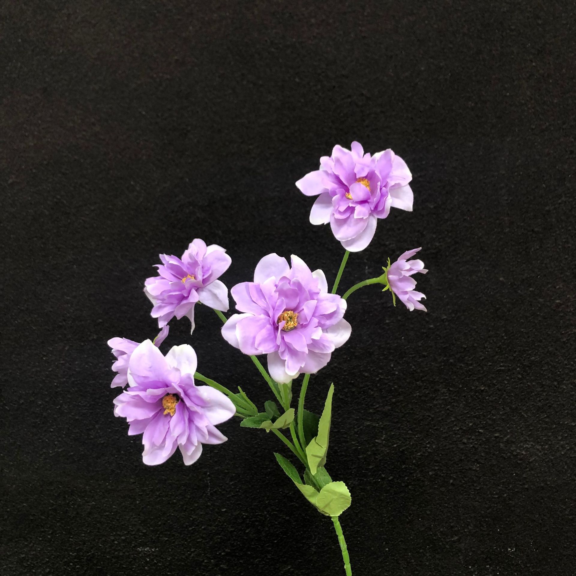 연한 보라색