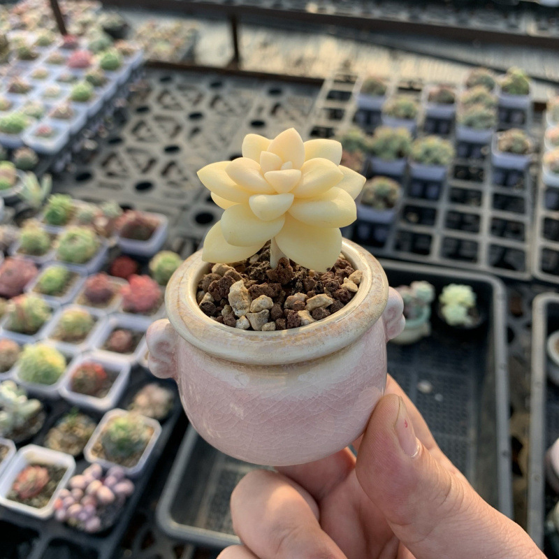 小さな多肉植物、超かわいい、貴重で希少な親指鉢、ミニ鉢植え、鉢付き多肉植物鉢植え、小さな古い支柱|undefined