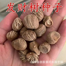 �lؔ��N���ļ��҃Ȼ��ܾGֲ���ԷN����ؔ������N���׷Nֲ