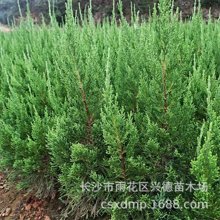 Оптовые саженцы кипариса, база саженцев для зеленения Хунань, маленькие саженцы кипариса, живые изгороди из кипариса, вечнозеленые круглый год, полные характеристики