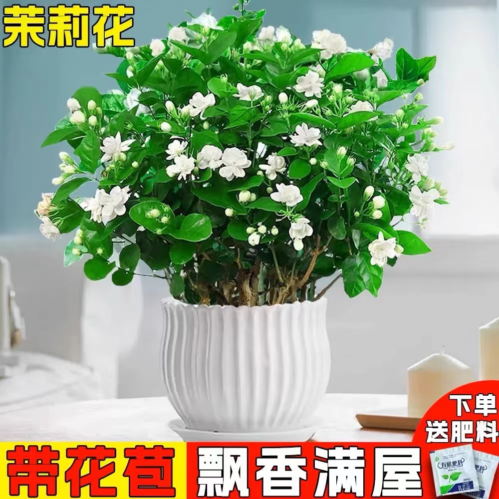 带植物室内茉莉花苗盆栽驱蚊水开花培四季栀子花老桩九里香花苞绿