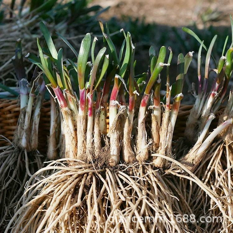 Свежеобнаруженные саженцы фиолетового лука с широкими листьями и красными корнями для посадки овощей на внутреннем балконе и во дворе, подходят для всех сезонов в качестве овощных саженцев в горшках.
