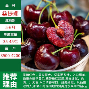 Cherry Saplings, Cherry Trees, Southern and Northern Potted Courtyard Fruit Trees, Dwarf Cherry Trees, Large Cherry Seedlings