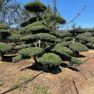 �@�־��^�쾰 �c�Y�Ì��Ӱ�Ϟ���͘� ̩�����͌��Ӱ�Ϟ ����ֱ�N