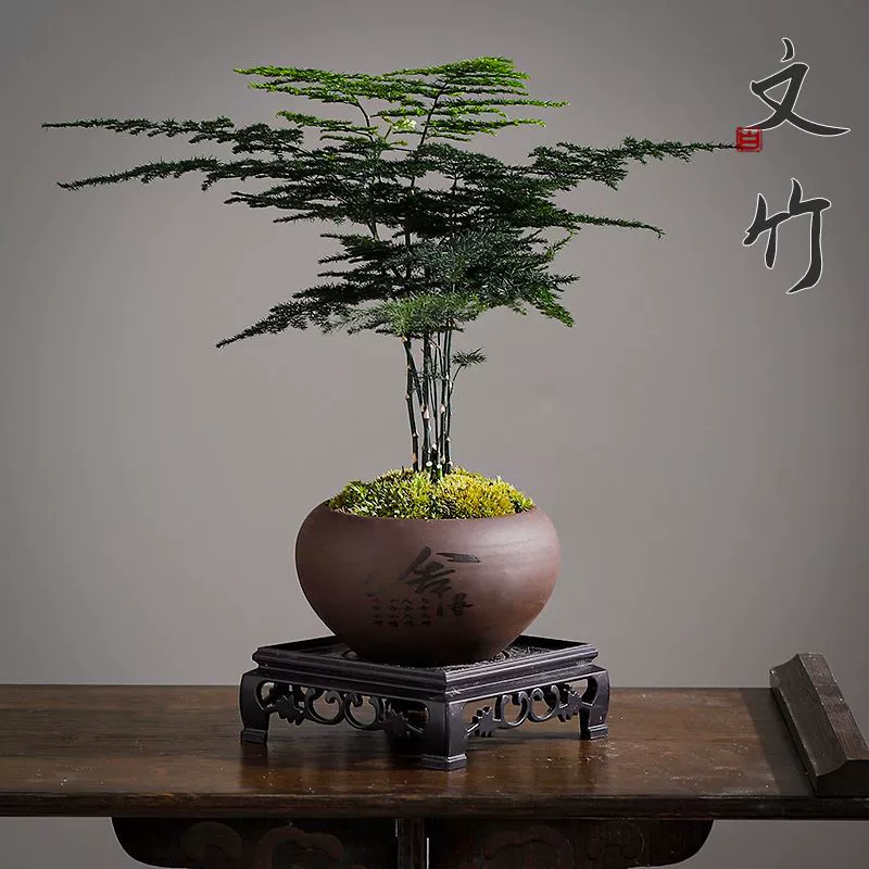 Аспарагус в горшках, комнатные растения для очистки воздуха, офисные зеленые растения, цветы в горшках, бонсай, персонализированные маленькие горшечные растения