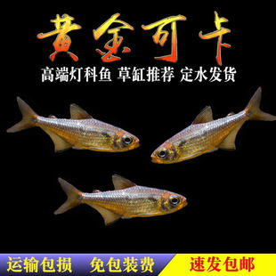 �S��ɿ����~�^�p�~���w�~�����M��F1�S��׽�ɿ��޺��������ϧ