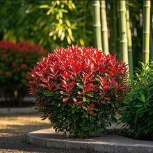 红叶石楠球绿化苗红叶石楠苗营养杯苗常青庭院街道绿篱色块工程苗