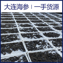 【海参工厂】大连海参半斤淡批发干礼盒厂家大连特产