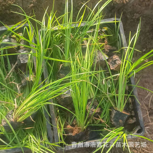 Golden Leaf Calamus Greening Seedlings Yellow Calamus Evergreen Plant Aquatic Calamus Grass Flower Ground Cover Plant