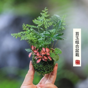 ˮ��ֲ��̦�\��ֲ��lؔ������ѩ�����҃�С�Gֲ����ާ�΢���^