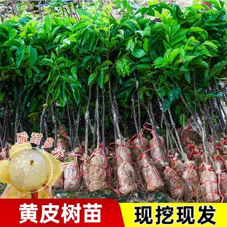 源头基地广西嫁接黄皮树苗鸡心无核黑皮黄皮果苗盆栽地栽南方