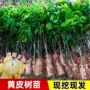 南方广西地栽基地黄皮