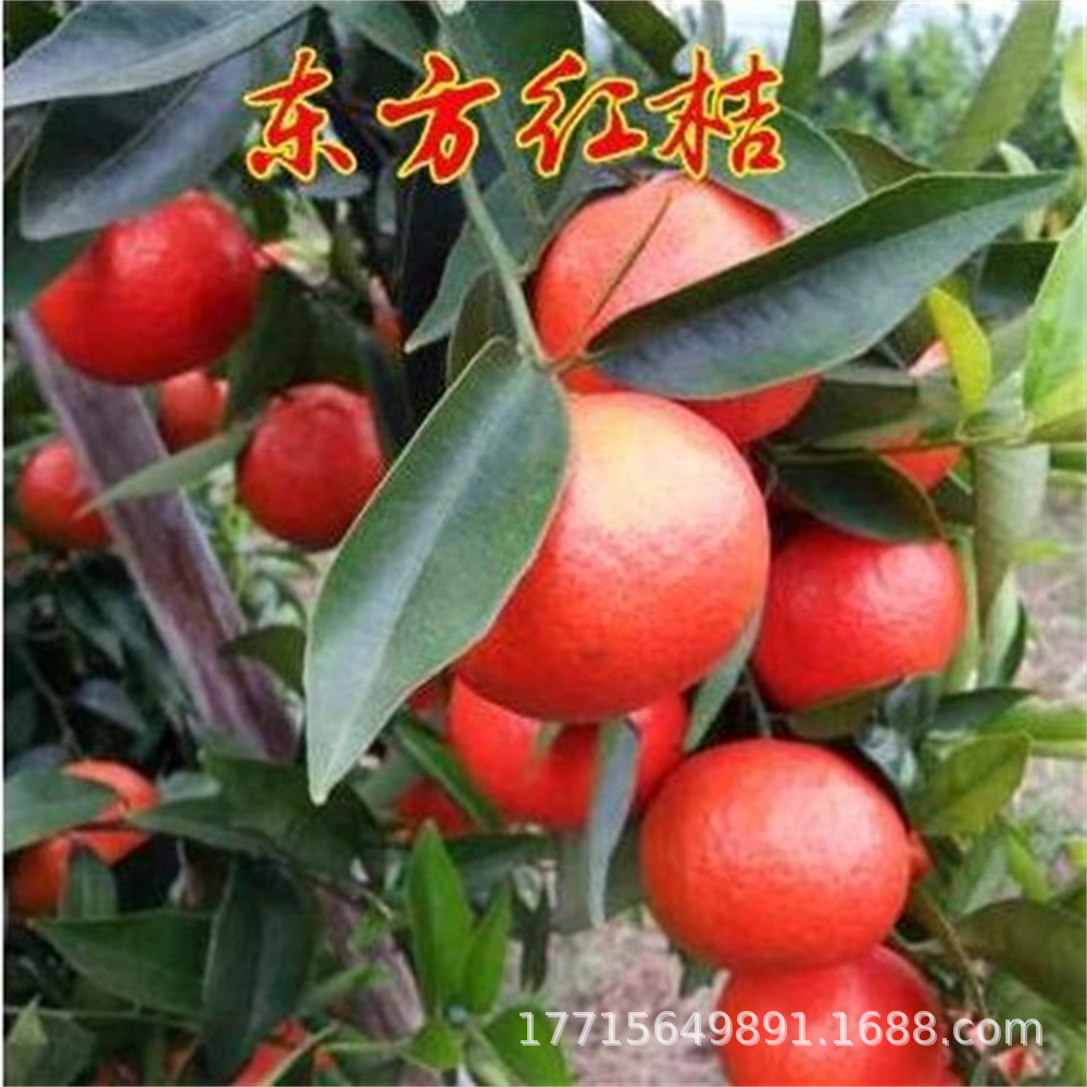 柑桔树苗 东方红橘树苗嫁接 东方红橘苗 沙糖桔橘子苗当年结果