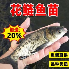 ���^�����~���r���w���^���~�絭ˮ�Bֳʳ�����l�ش󻨰����I�~��