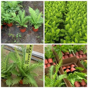 Base Wholesale Indoor Plant Ebony Fern Rich Fern Bird's Nest Fern