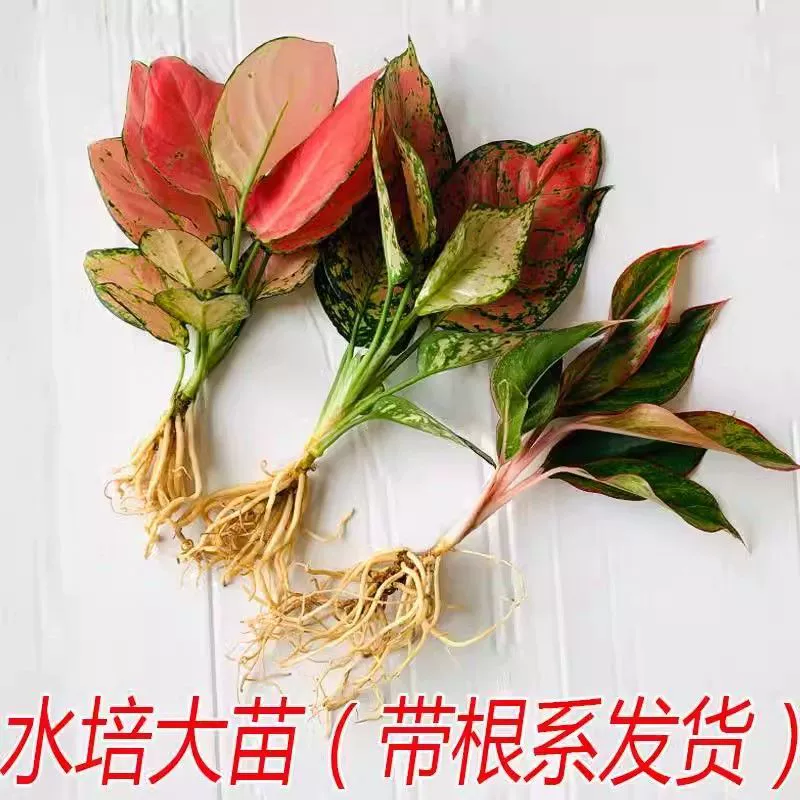 Lucky Red Ruyi Queen Flower Everlasting Red Гидропонное комнатное зеленое растение редиса Легко ухаживаемое денежное дерево в горшке.