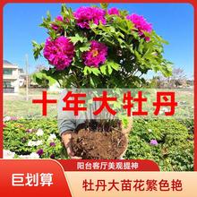 牡丹花树苗老桩大苗洛阳正宗花卉牡丹花苗盆栽芍药花苗牡丹带花苞