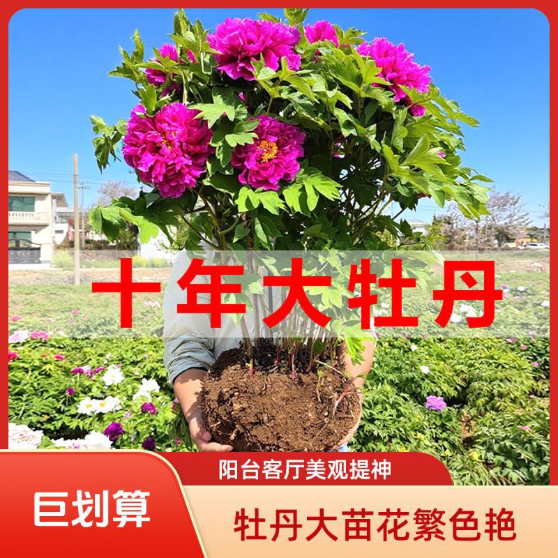 Peony Saplings, Old Stump Large Seedlings, Luoyang Authentic Florals, Peony Flower Seedlings, Potted Peony Flower Seedlings, Peonies with Buds